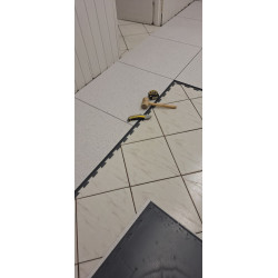FORTELOCK Business - Sauda Hidden Treasure G002 |BROWN| 7mm