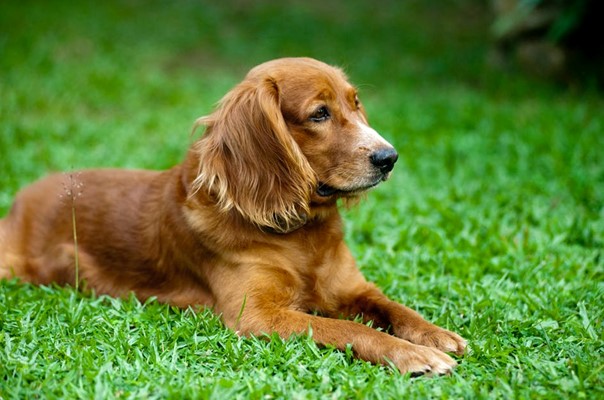 sztuczna trawa dla psa